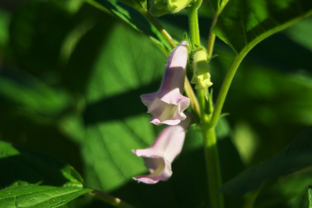 黒ゴマの花