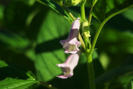 黒ゴマの花
