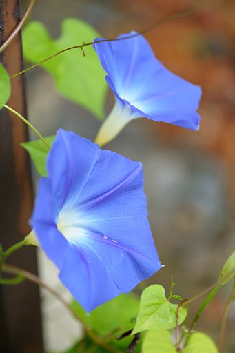 秋風