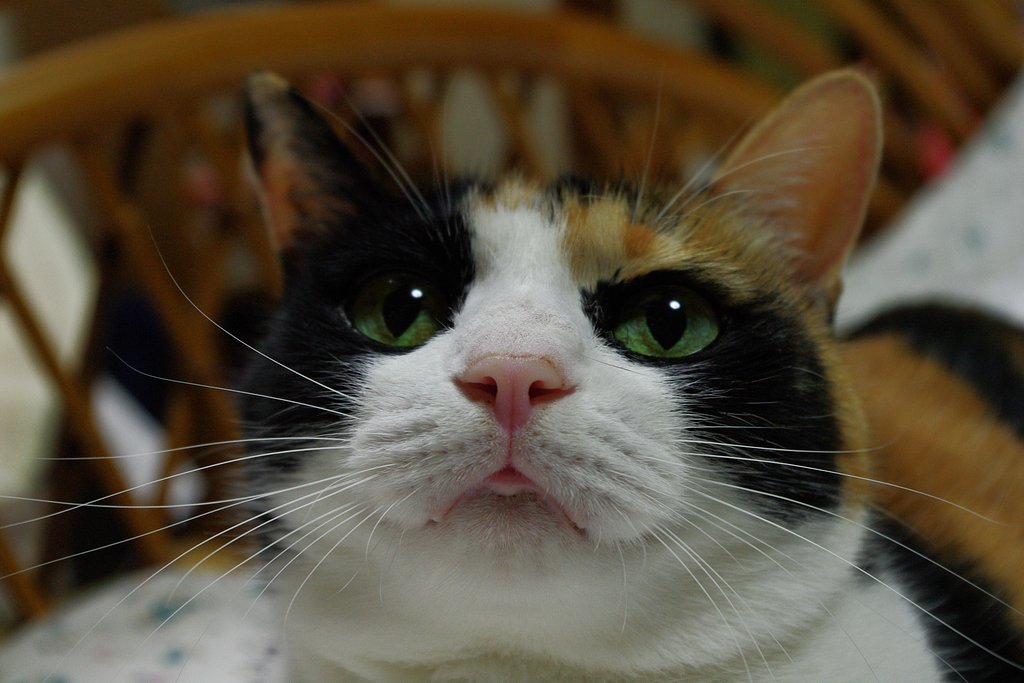 三毛猫さんは