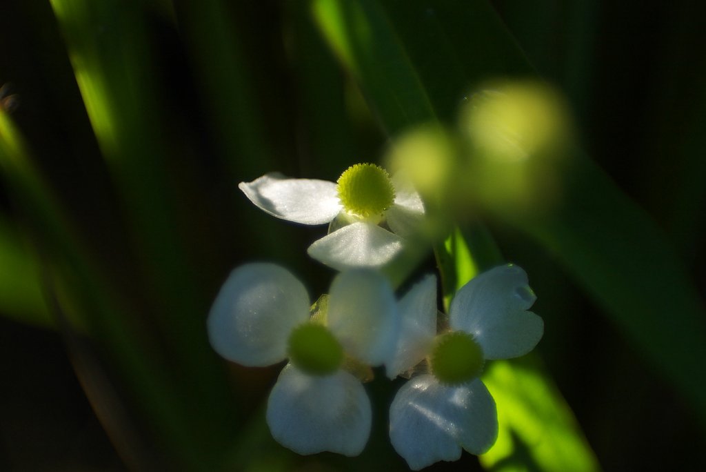やっとオモダカの花が!