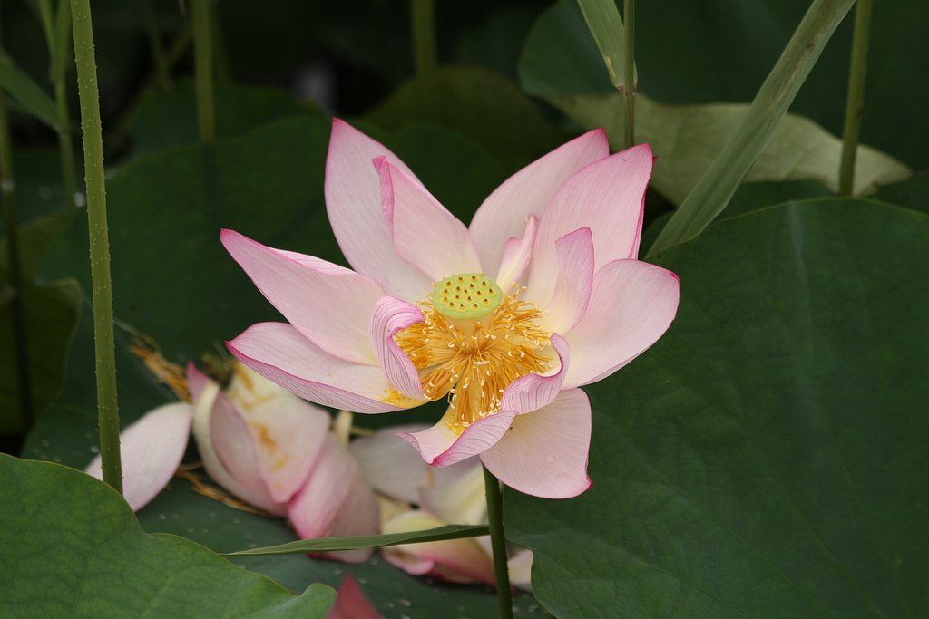 蓮の花