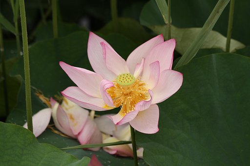 蓮の花