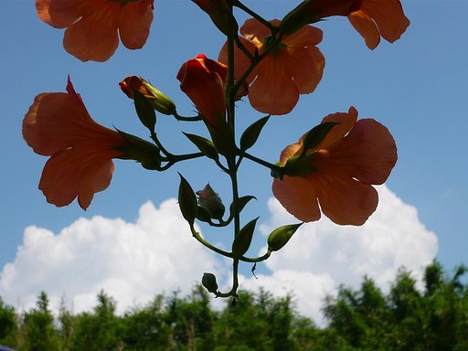 【夏の涼】木陰