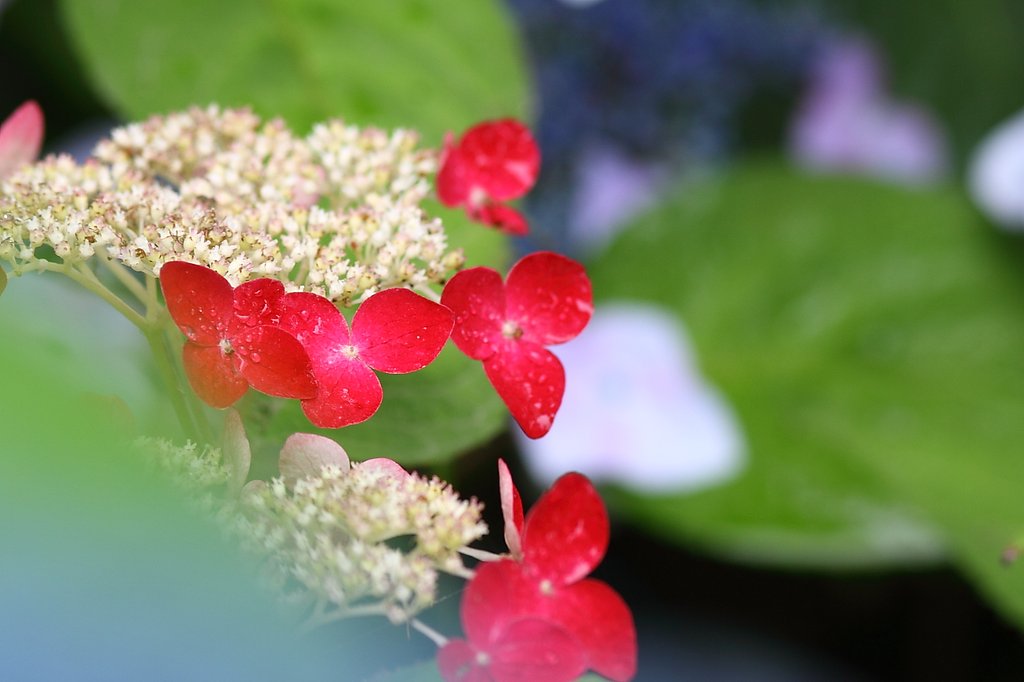紫陽花−Ⅲ