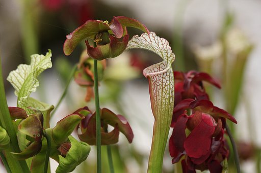 水戸植物公園の花
