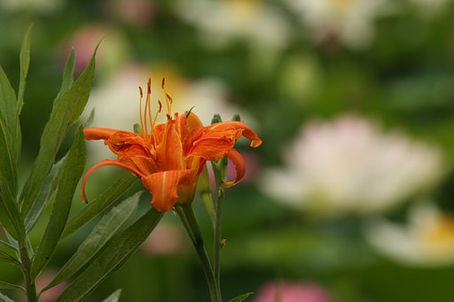 蓮田に咲く花