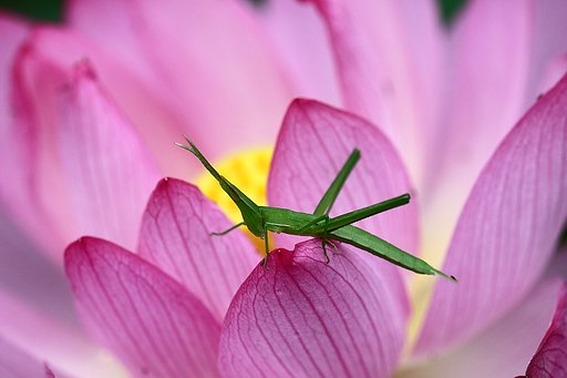 ハスの花の誘惑