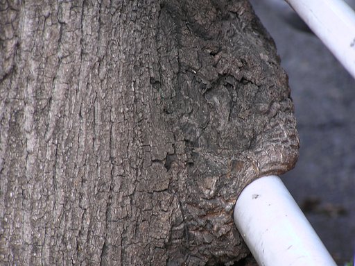 【鉄】樹神獣鉄に噛み付く