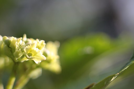 紫陽花　其の弐