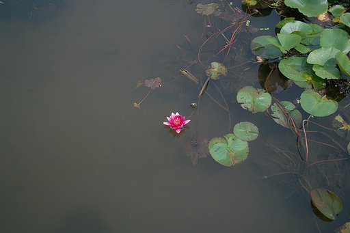 【夏の涼】睡蓮池にて