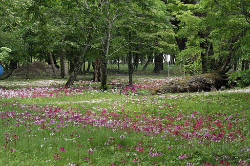 日光千手ヶ原のクリンソウ