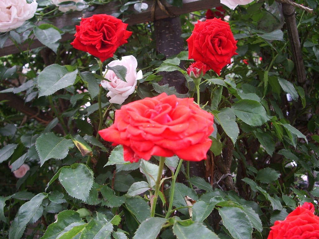 夕方の薔薇3
