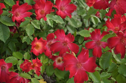 薔薇10