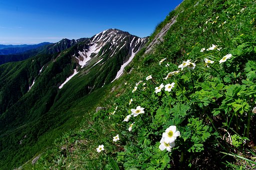 【夏の涼】北岳草