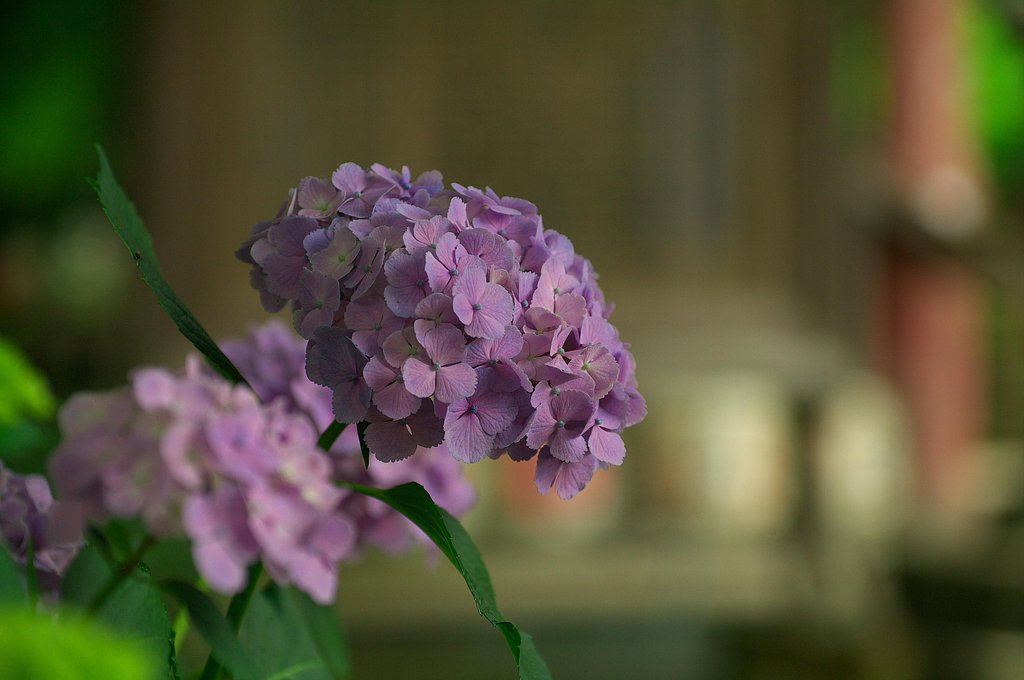 美しき花・・・