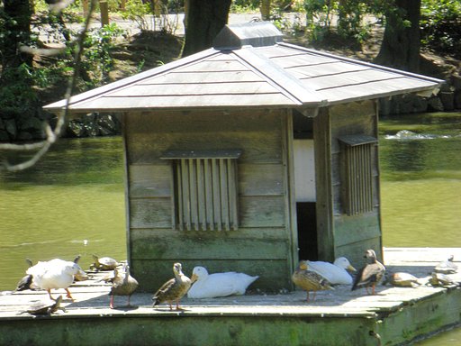 暑ーゥ！泳ぐ気にもならん