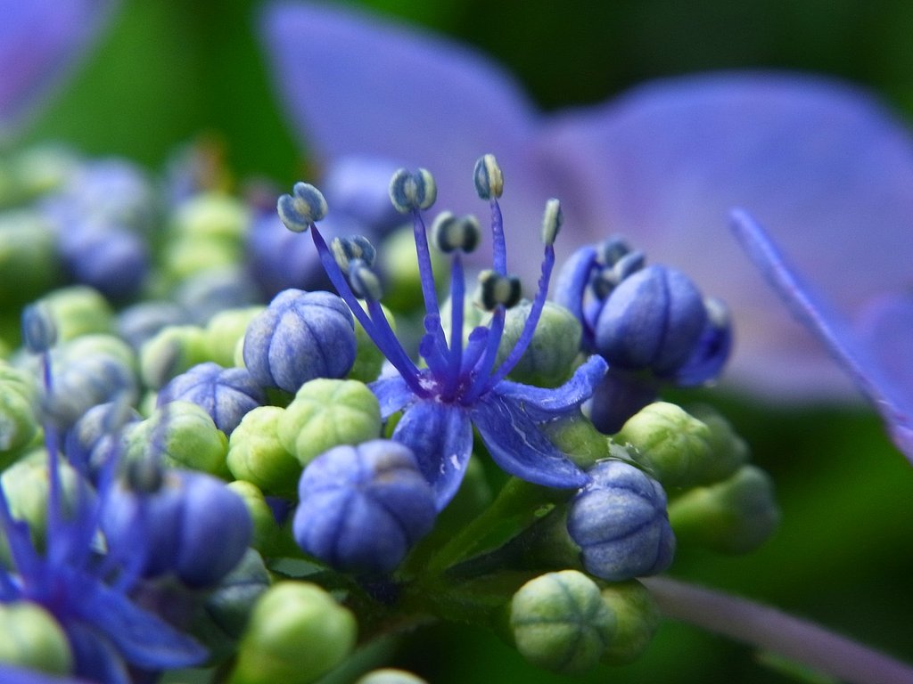 咲きました両性花