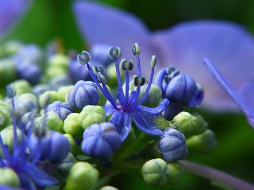 咲きました両性花