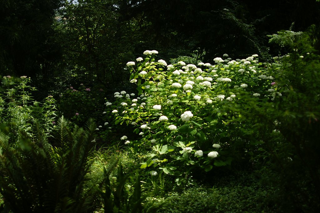 白紫陽花