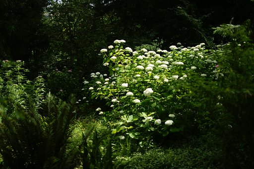 白紫陽花