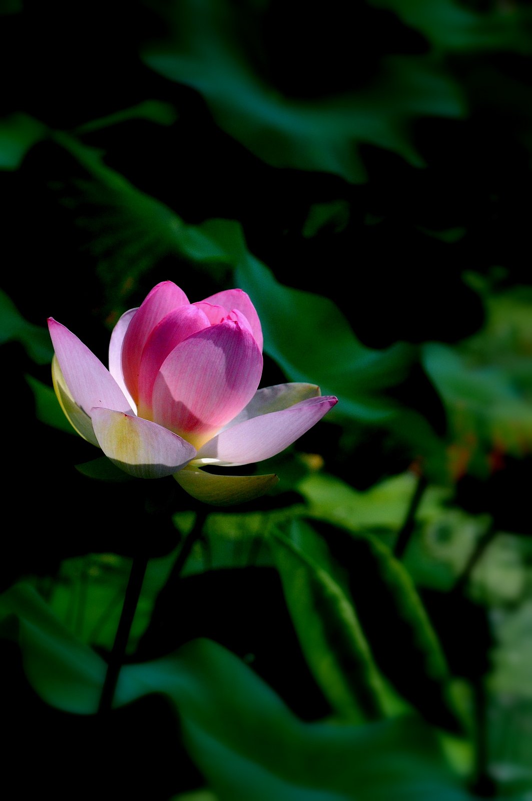 蓮の花をもう一丁ーッ