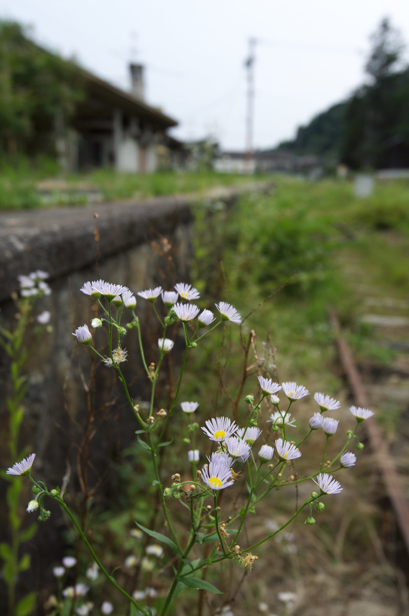 思い出花