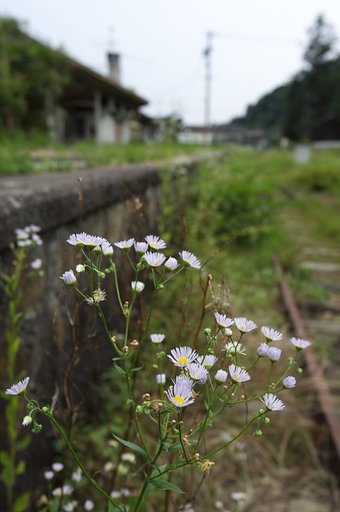 思い出花