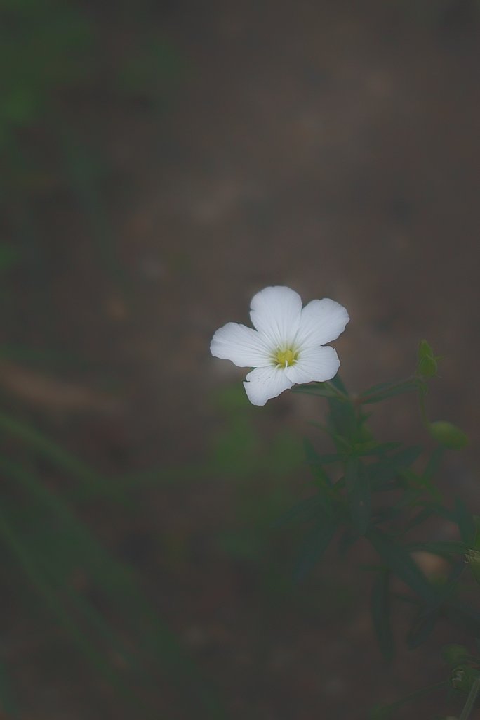 お花