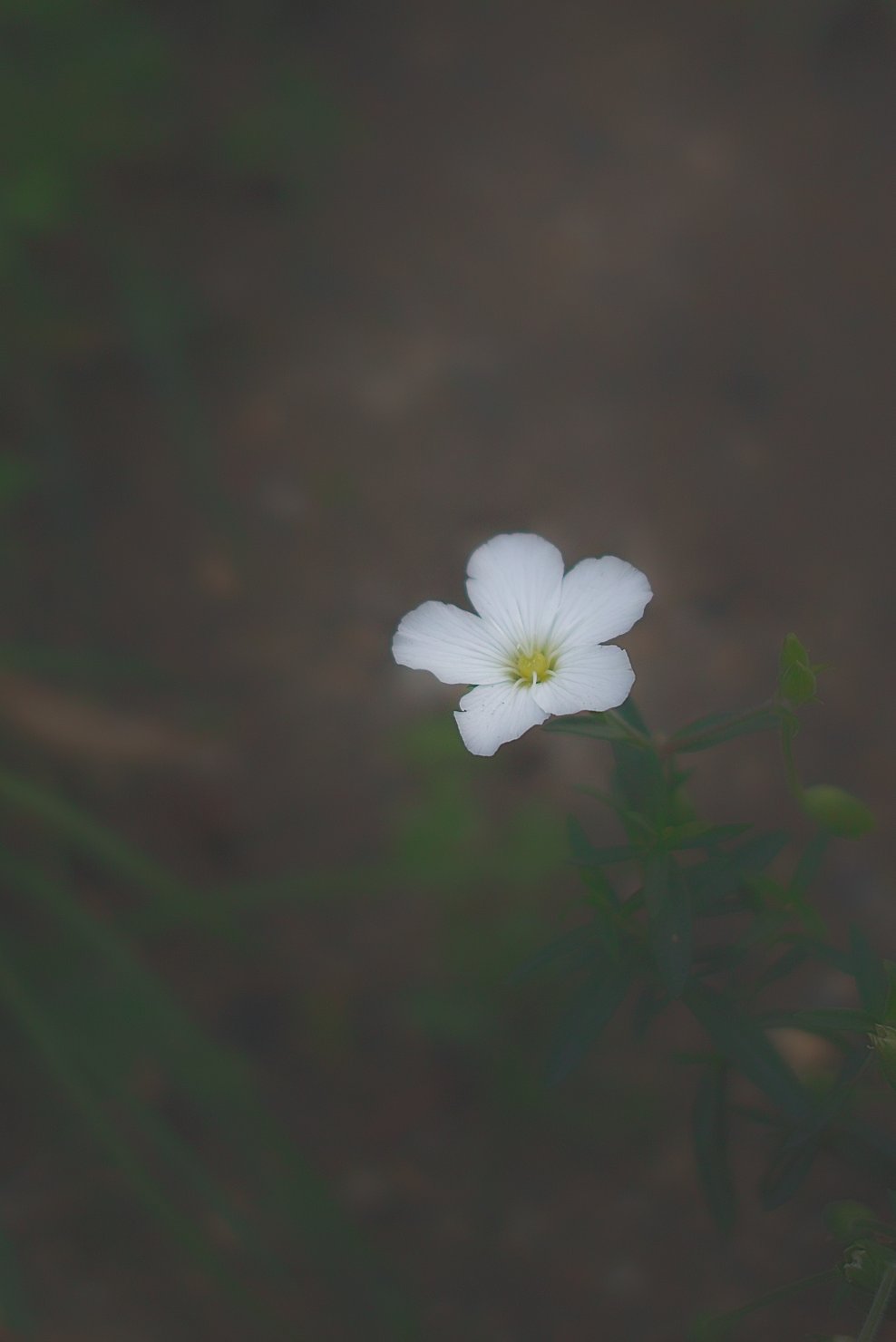 お花