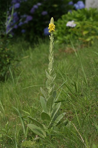 ノッポな花