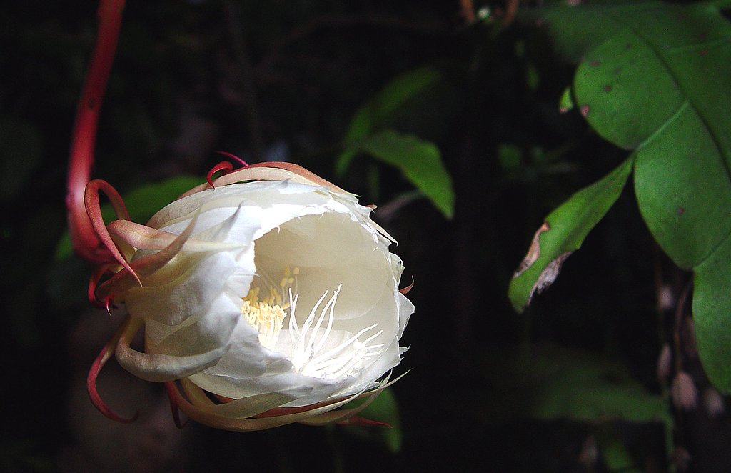 花の命