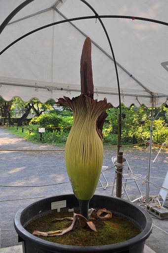 ショクダイオオコンニャク