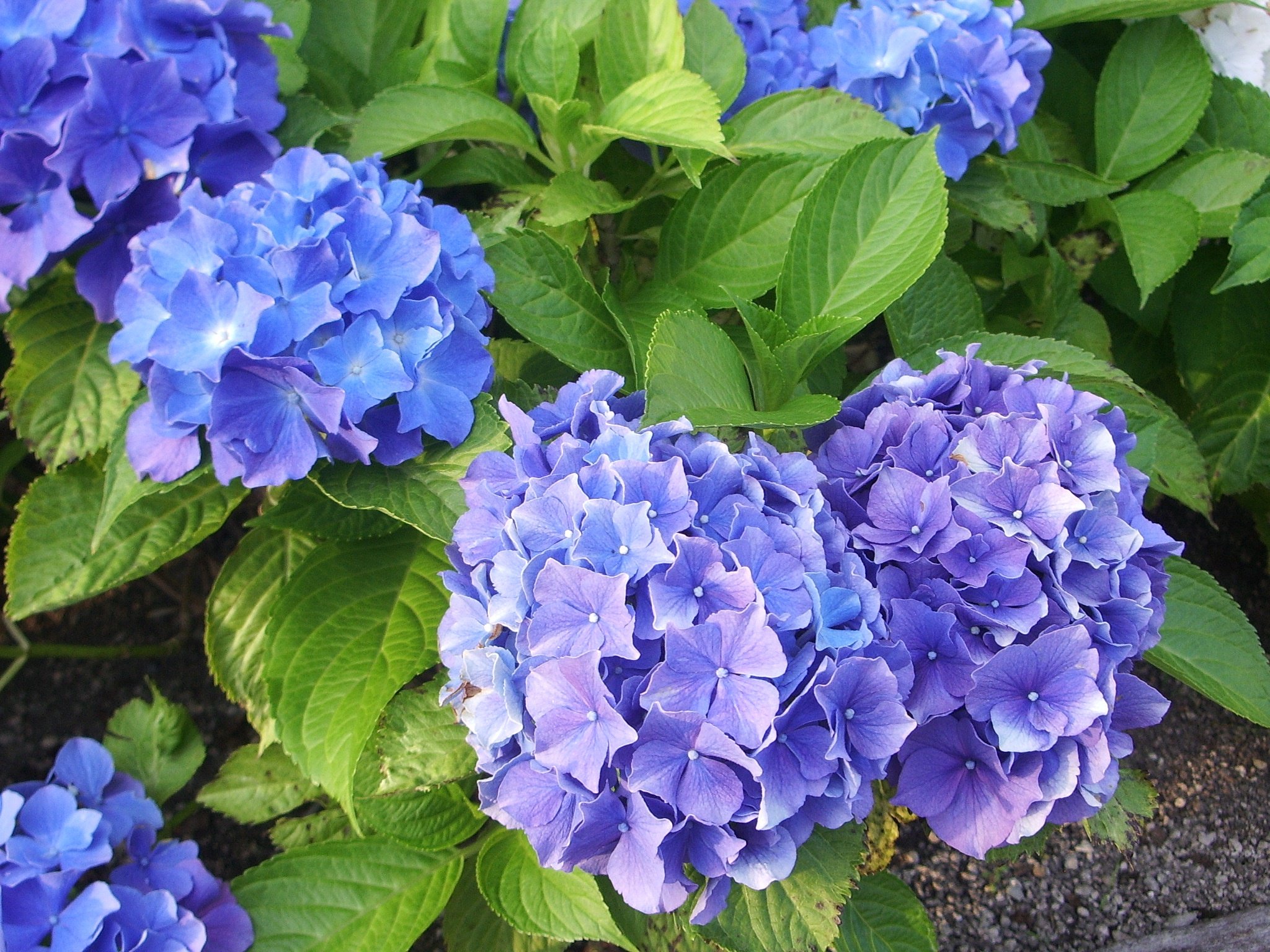 紫陽花2
