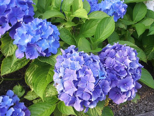 紫陽花2