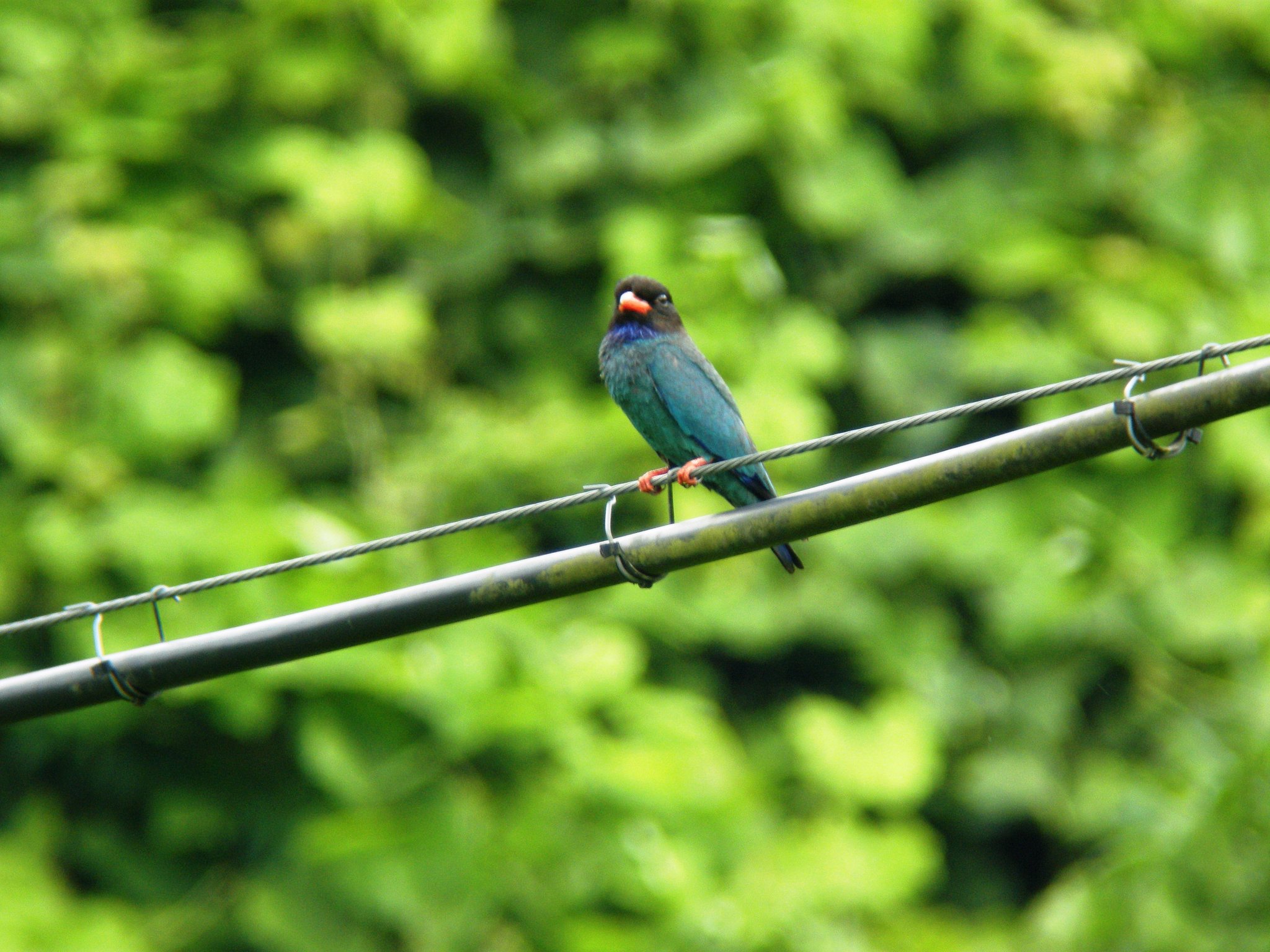 夏の鳥（１）