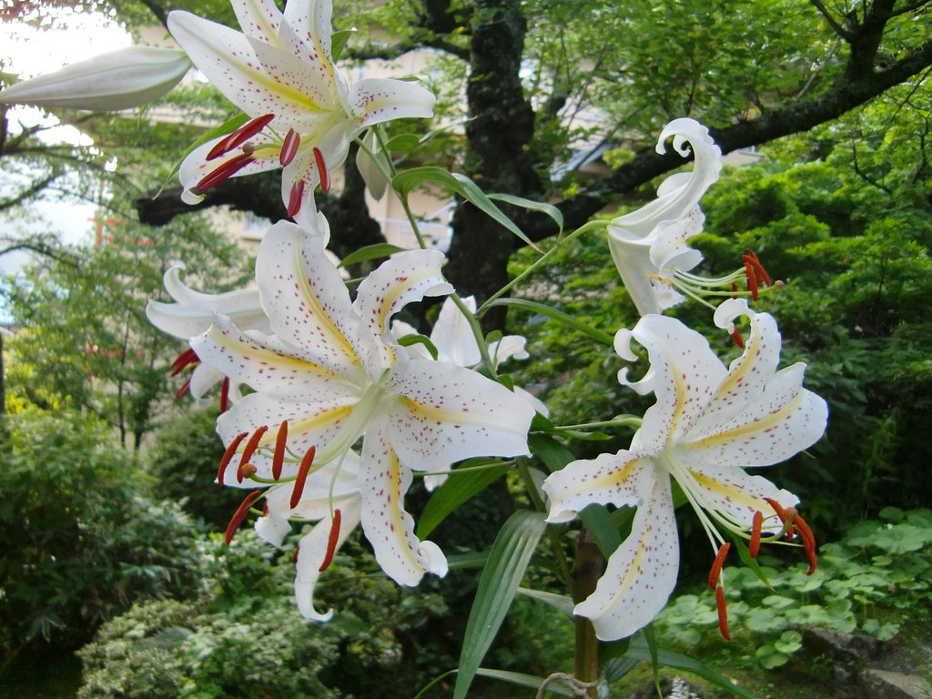 山ゆり