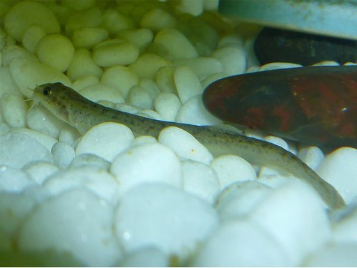 鑑賞魚
