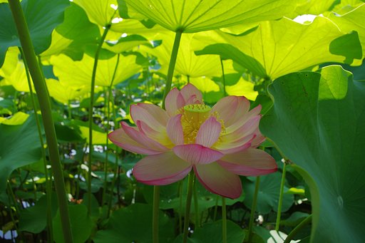 【夏の涼】 ジャングル？に咲く