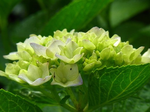 玉紫陽花