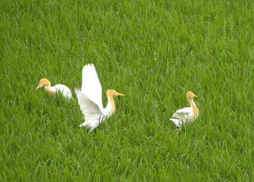 アマサギ