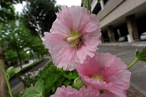 早朝からご苦労様