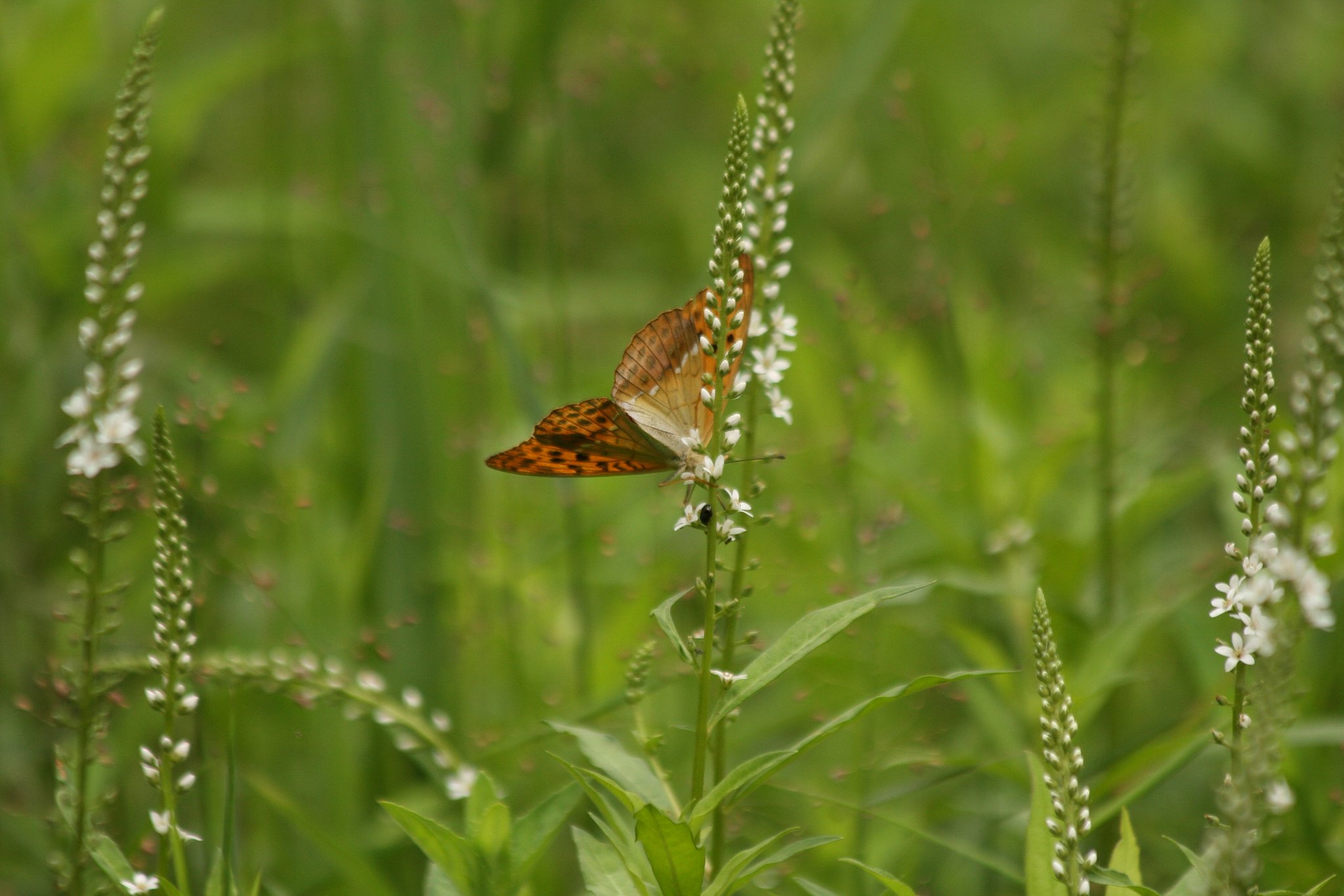 後ろ姿がありました
