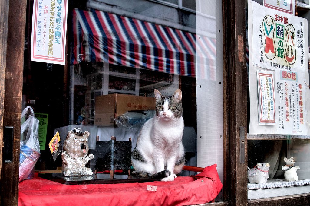 【生活の色】招き猫