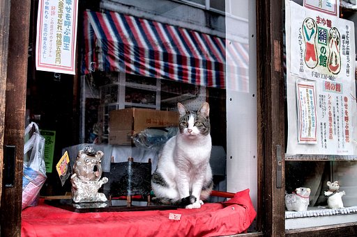 【生活の色】招き猫