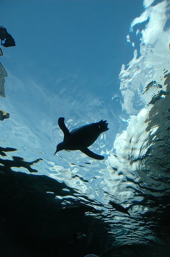 空とぶペンギン