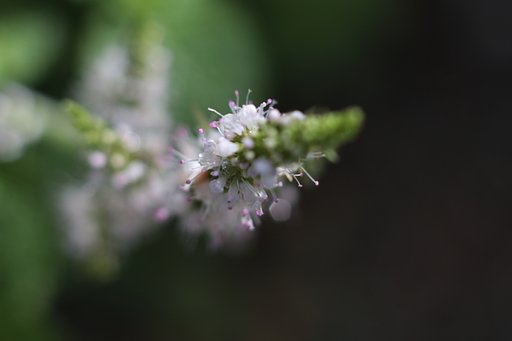 ミントの花