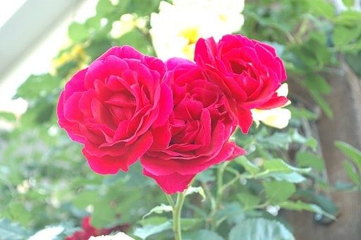 薔薇１４
