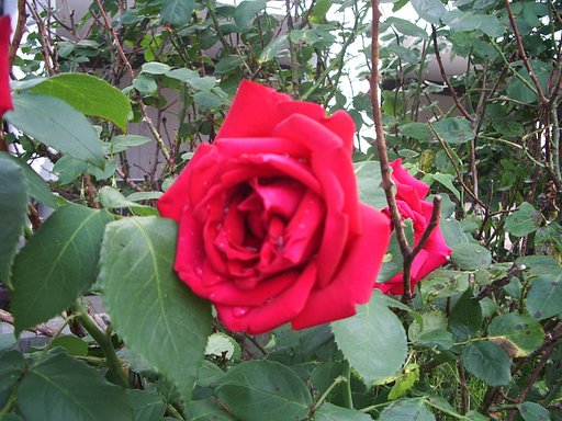 雨あがりの薔薇♪
