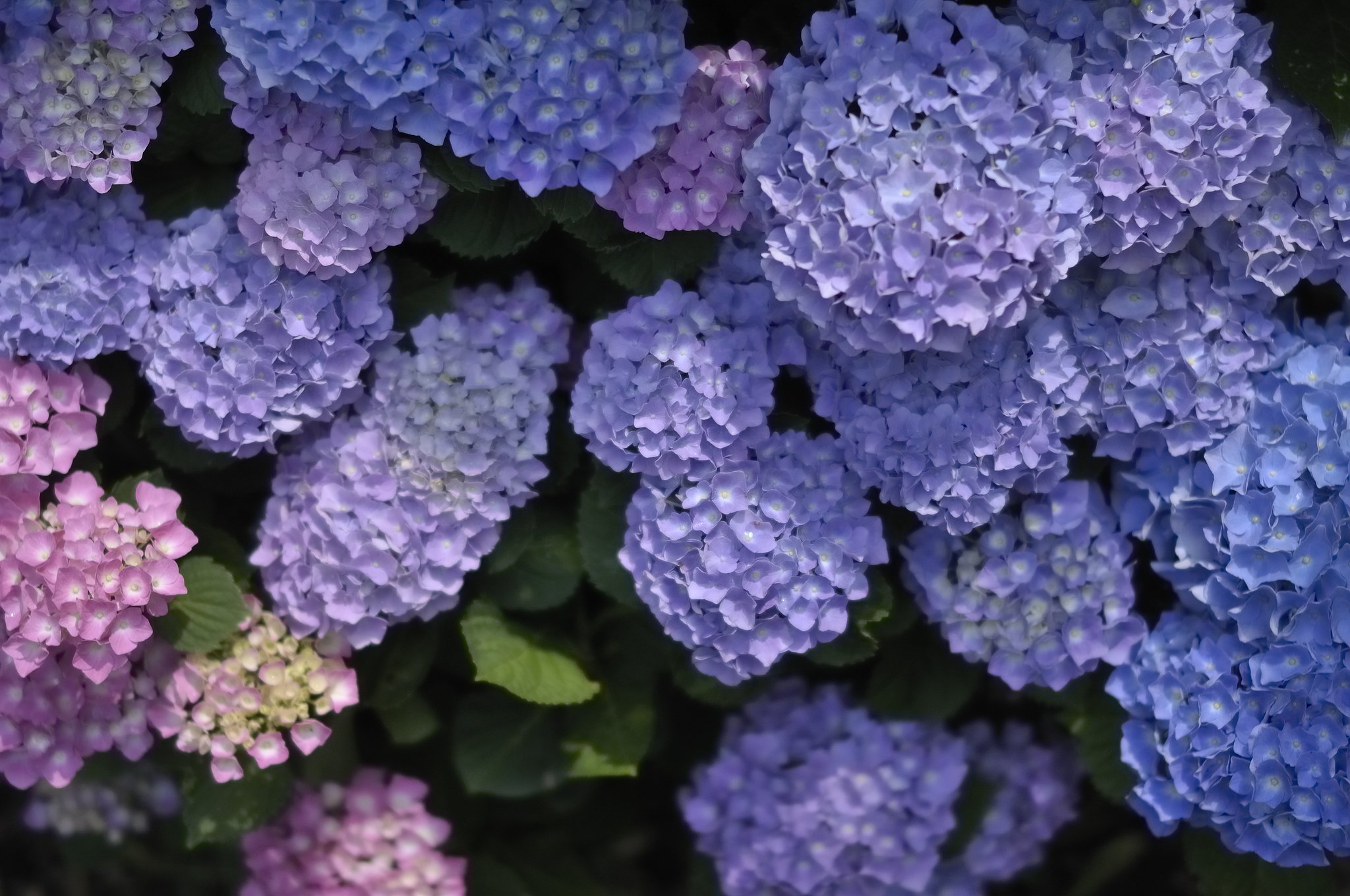 紫陽花